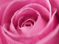 pic for PINK ROSE